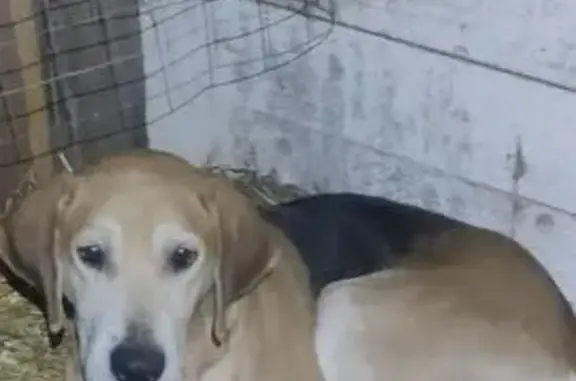 Найдена собака, село Муромцево, фото: Собака найдена в с. Муромцево, Калуга