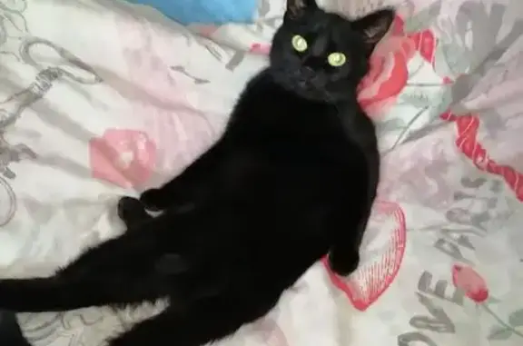 Пропала кошка Буся, Южная ул., Елец