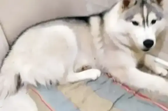 Найдена собака, Тюмень, фото: Найдена собака, Тюмень, Тюменская область