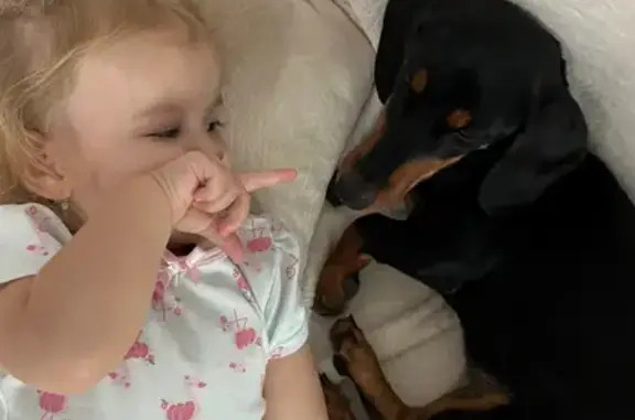 Пропала такса на Красной улице, 50