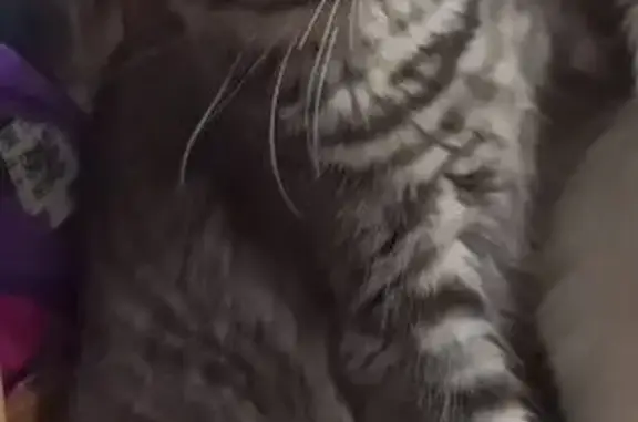 Серо-белая (окрас черепаха), небольшая, зовут дуся, золотистые глаза, перестал видеть кошку 25 декабря утром