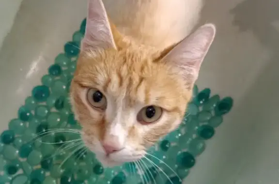 Найдена кошка, Кемерово, фото: Найдена кошка, Октябрьский 33, Кемерово