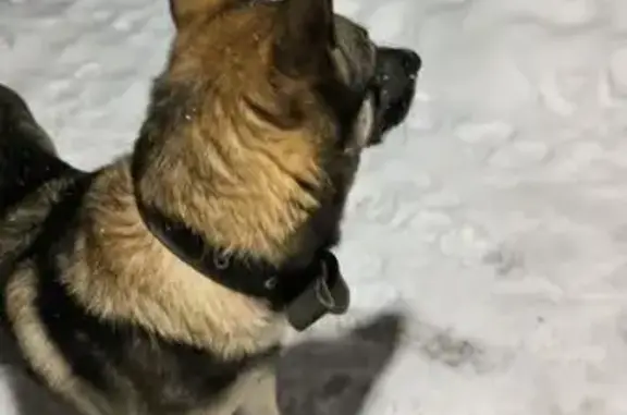 Собачаня с ошейником уже 2ой день сидит у подъезда, видать потеряшка.