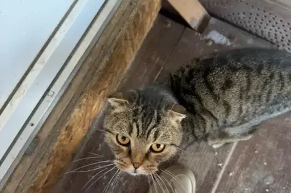 Найдена кошка, Орск, фото: Кошка найдена: 1-й пер. Матросова, 7, Орск