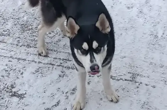 Найдена собака, Пушкино, фото: Собака найдена: Санаторная ул, с16, Пушкино