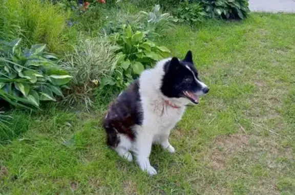 Пропала собака, Осенняя ул., Бешенцево