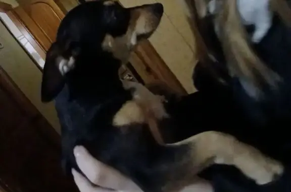 Пропала собака, ул. Добровольского 1, Ростов