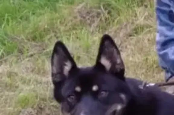 Пропала собака, ул. Маяковского, Верх. Полевая