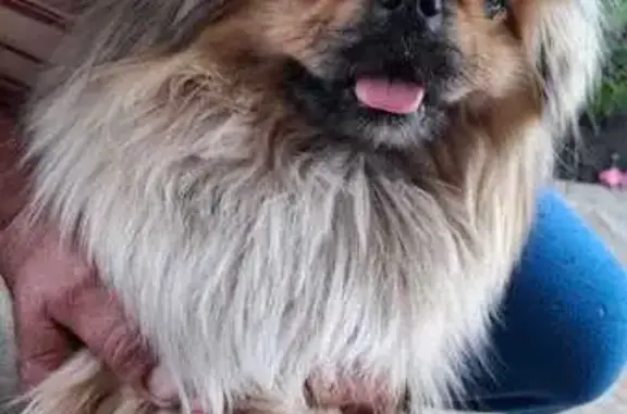 Пропала собака, ул. Молодогвардейцев