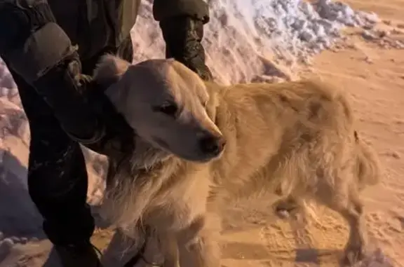 Пропала собака, ул. Спешилова, Пермь