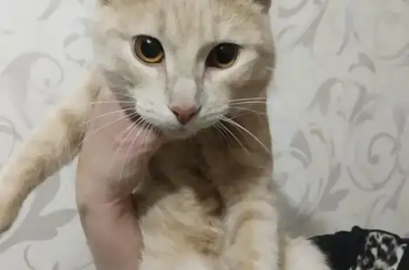 Пропала кошка, 1-й Рабочий пер., 10, Ульяновск