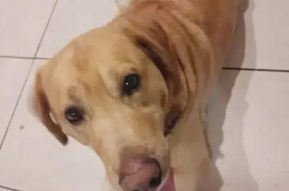 Найдена собака, Супонево, фото: Собака найдена: Супонево, Моск. ул., 273А