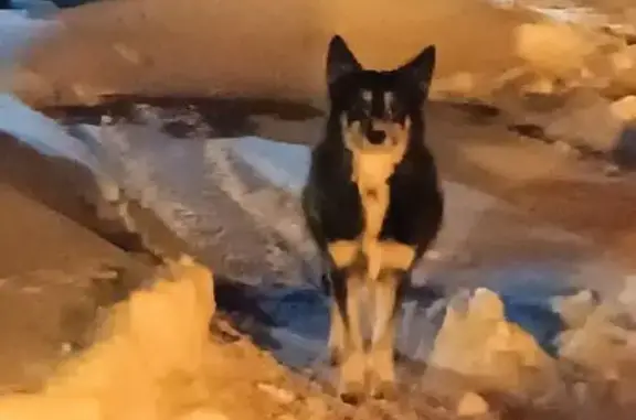 Найдена собака, Тюмень, фото: Собака найдена в Рощино, Новопортовская, Тюмень