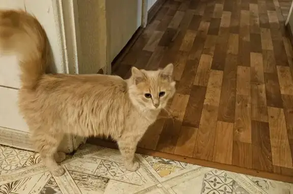 Пропала кошка, Рязань