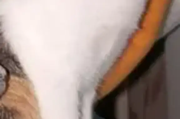 Кошки потеряшки, Ахтубинск, фото: Потеряшка кошка, Сталинградская 12, Ахтубинск