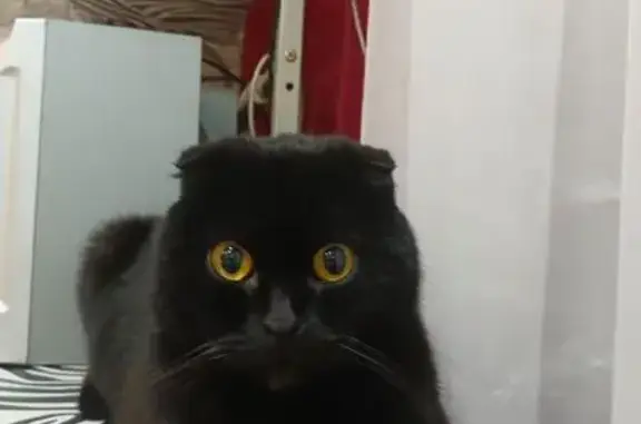 Пропал черный кот, Пригородная 4, Кинешма