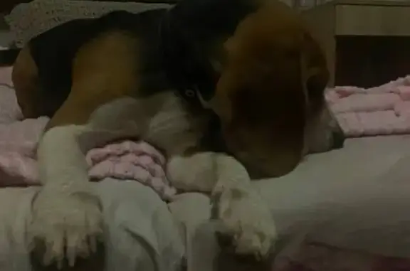 Найдена собака, Нижний Новгород, фото: Бигль найден: Горная ул, 4, Нижний Новгород