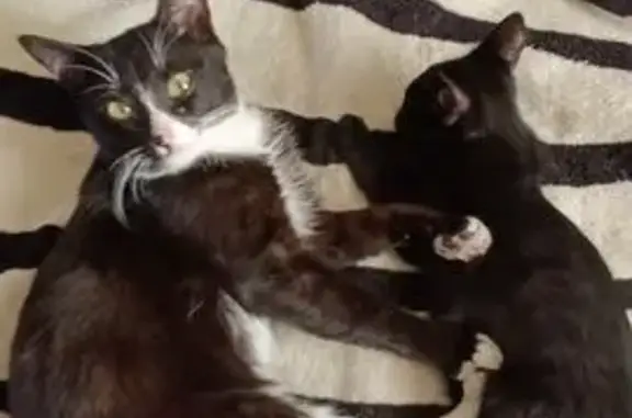 Пропал кот, Омск, 12-я Балтийская, 33