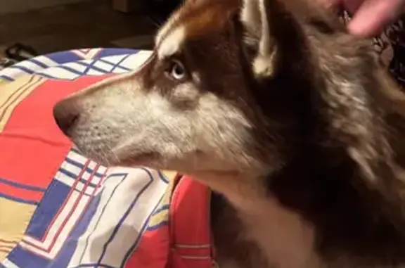 Найдена собака, Саранск, фото: Собака найдена: пр. Ленина, 1, Саранск