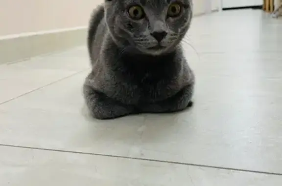 Найдена кошка, Чебоксары, фото: Котенок ищет дом, Промышленная 10А