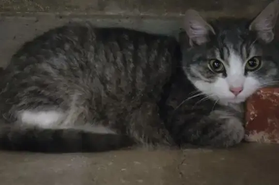 Найдена кошка, Ростов-на-Дону, фото: Кошка найдена на ул. Максима Горького 24