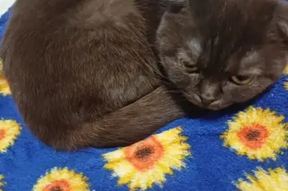 Найдена кошка, Рязань, фото: Кошка найдена: Октябрьский Городок, 11