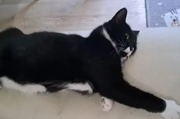 Пропала кошка: Заневский пр., 69, СПб