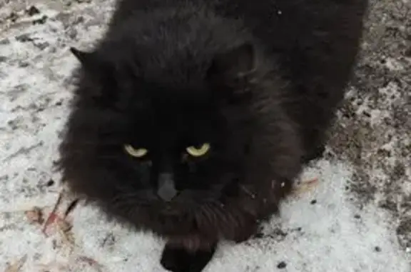 Найдена кошка, Москва, фото: Найдена кошка: Большая Черкизовская 26А стр.2