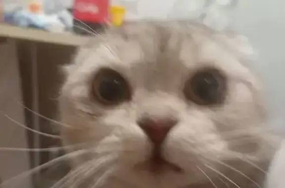 Найдена кошка, Златоуст, фото: Кошка найдена на ул. Карла Маркса, Златоуст