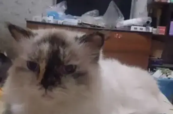 Пропала кошка Кики, пр. Жукова 33/1, СПб