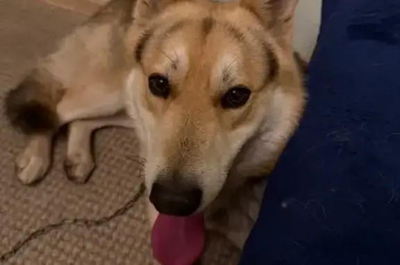 Найдена собака, Челябинск, фото: Найдена собака, ул. Бейвеля, Челябинск