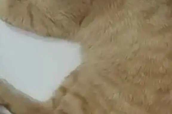 Пропала кошка, 41К-308, 23, Лесколово