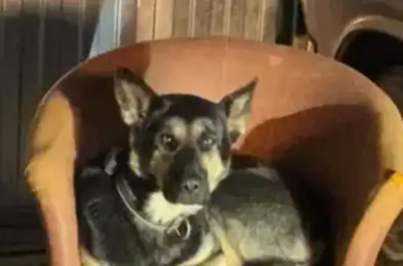 Пропала собака, Центральная ул., Елизаветинская