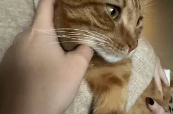 Найдена кошка, Москва, фото: Кошка найдена: Головинское шоссе, 10