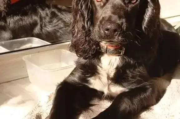 Собаки потеряшки, Москва, фото: Потеряшка собака, Ташкентская ул., 24 к2