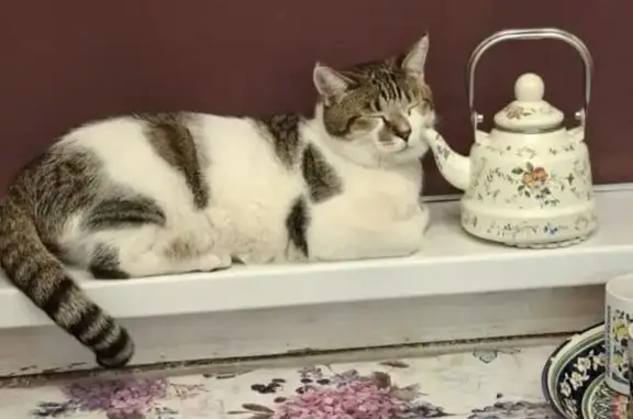 Кошки потеряшки, Старая, фото: Потеряшка кошка, Полосатый хвост 17