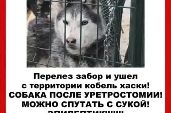 Пропала собака, пр. Космонавтов 2Г, Екб