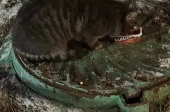 Найдена кошка, Москва, фото: Кошка найдена у м. Шипиловская, Москва