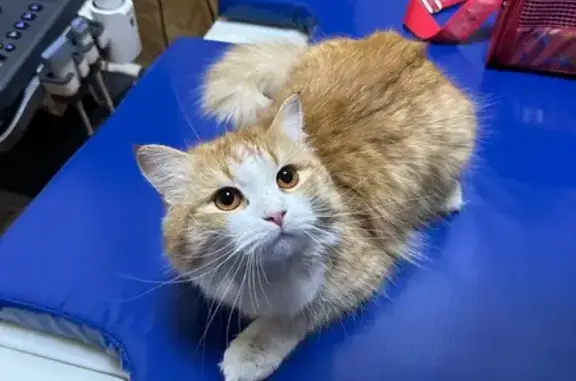 Найдена кошка, Тюмень, фото: Кошка найдена, ул. Мира, Тюмень