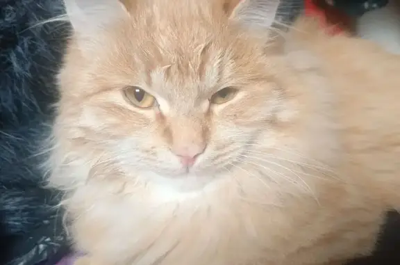 Пропала кошка, 2-я Геологическая, Крск