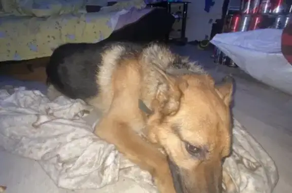 Найдена собака, Петрозаводск, фото: Собака найдена: Ключевая 14, Петрозаводск