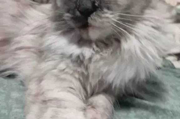 Кошки потеряшки, Реконструктор, фото: Потеряшка кошка, ул. Платова 45, Реконструктор