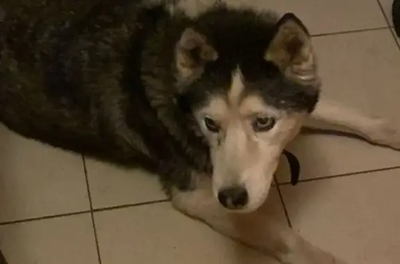 Пропала собака: 58К-334, Лавры