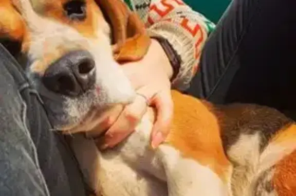 Пропала собака, Центральная 47, Карамышево