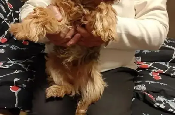 Найдена собака, Гагарин, фото: Собака найдена: Гагарин, 66Н-0309