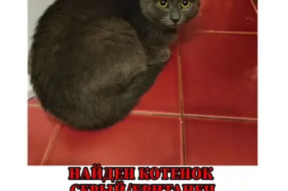 Найдена кошка, Екатеринбург, фото: Найдена кошка, пр. Космонавтов, 48