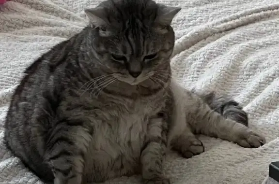 Пропала кошка, Романовская 23, Глухово