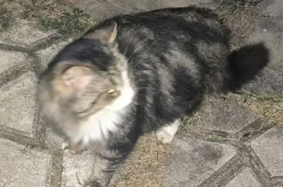 Найдена кошка, Ярославль, фото: Кошка найдена: Лунная ул., 18, Ярославль