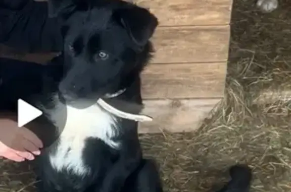 Собаки потеряшки, а Гуляевы, фото: Потеряшка собака, Москва