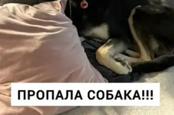 Пропала собака, Казань, 8-919-689-09-09